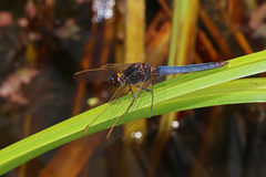 Crocothemis nigrifrons