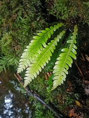 Blechnum mochaenum