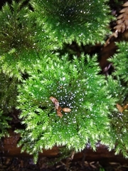 Hypnodendron