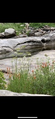 Angelica lineariloba