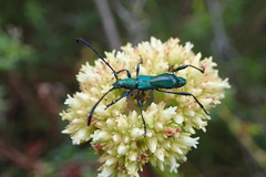 Hypocrites scabriusculus