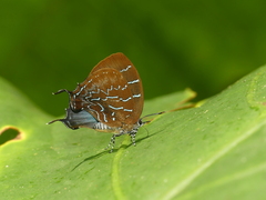 Micandra platyptera