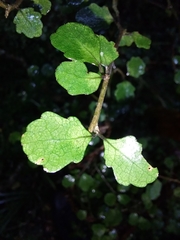 Melicytus micranthus