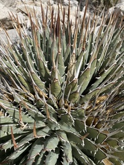 Agave utahensis