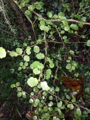 Melicytus micranthus