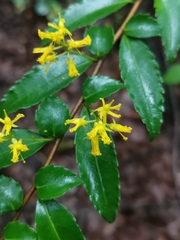 Azara lanceolata