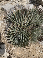 Agave utahensis