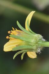 Bidens riparia