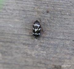 Planaphrodes