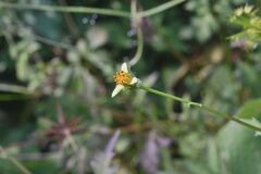 Bidens riparia