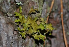 Tuckermanopsis chlorophylla