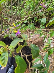 Solanum subinerme