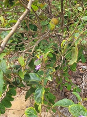 Solanum subinerme