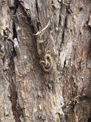 Myriapoda