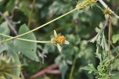 Bidens riparia
