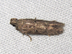 Hypatima
