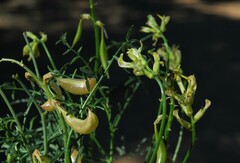 Astragalus bicristatus