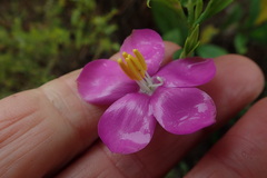 Chironia melampyrifolia