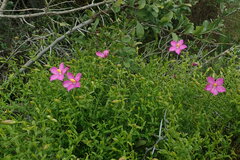 Chironia melampyrifolia