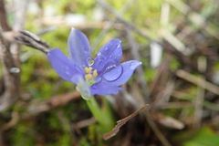 Aristea pusilla