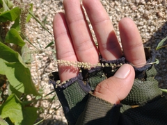 Tragus berteronianus