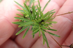 Indigofera verrucosa