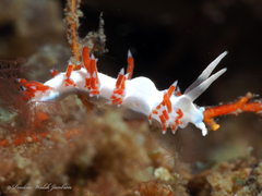 Flabellina dushia