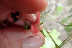 Indigofera verrucosa