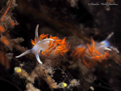 Flabellina dushia