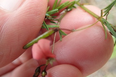 Indigofera verrucosa