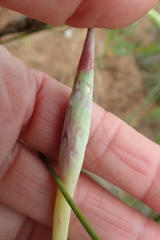 Ehrharta villosa