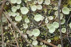 Cladonia chlorophaea