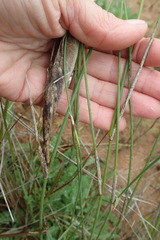 Ehrharta villosa
