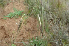 Ehrharta villosa