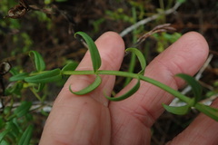 Chironia melampyrifolia