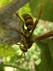 Polistes carnifex