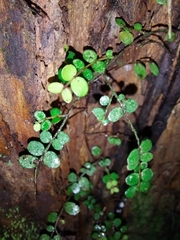 Metrosideros diffusa