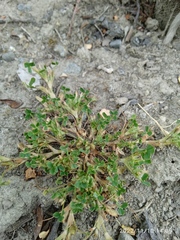Trifolium ornithopodioides