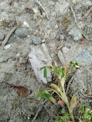 Trifolium ornithopodioides