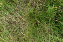 Schoenus graciliculmis