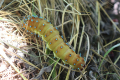 Saturnia pyri