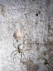 Herennia multipuncta