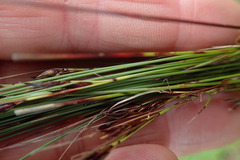 Schoenus graciliculmis