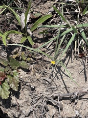 Hypoxis argentea