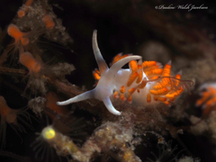 Flabellina dushia