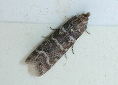 Ortholepis pasadamia