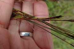 Schoenus graciliculmis