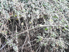 Phylloscopus collybita