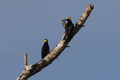 Melanerpes cruentatus