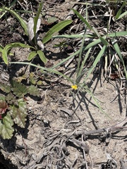 Hypoxis argentea